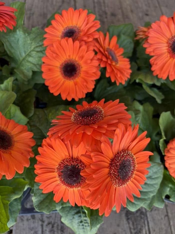 Orange gerbera daisies in bloom