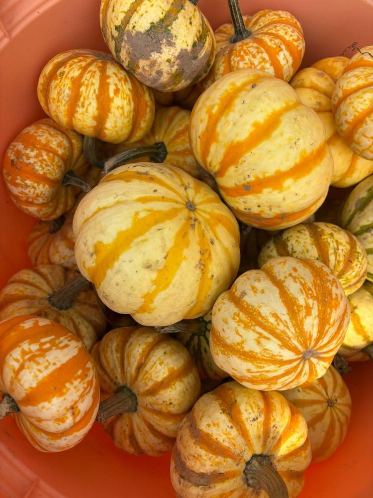 Mini striped pumpkins in a bin