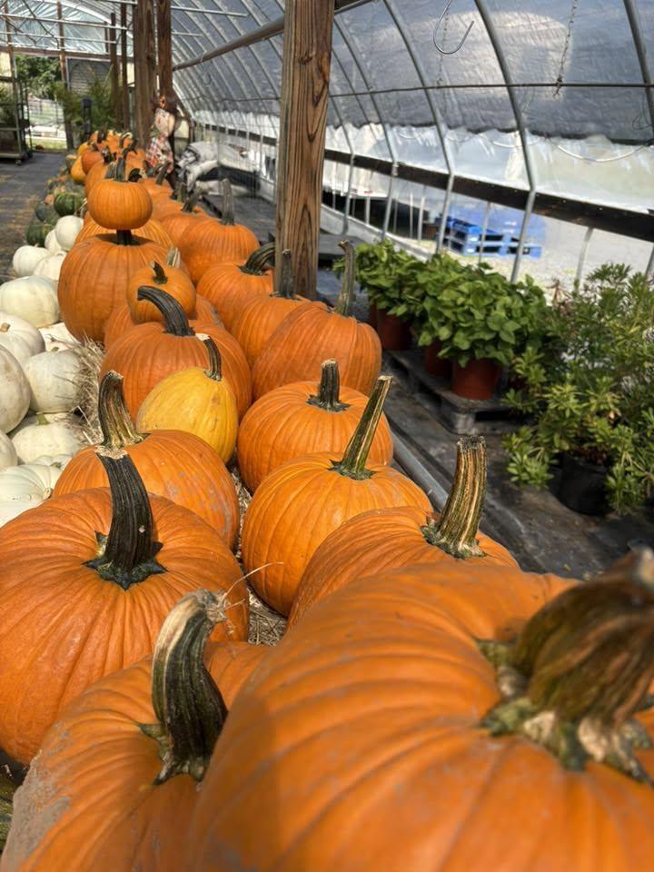Pumpkins lined up in the greenhouse aisle