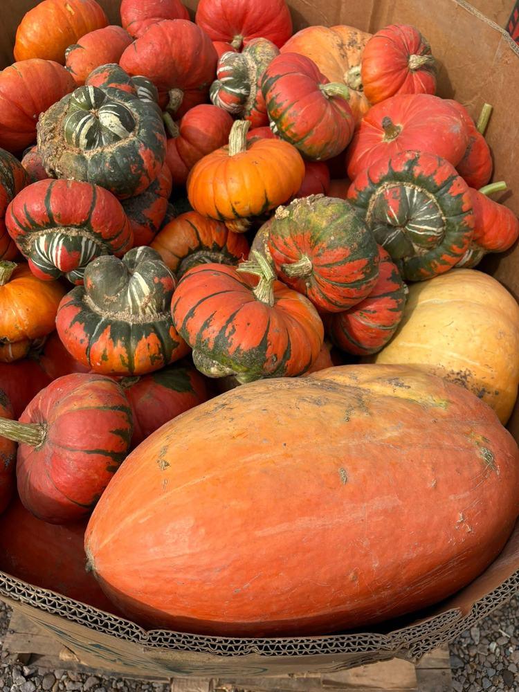 Turban squash and pumpkins in a bin