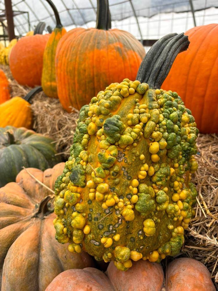 A warty gourd among classic orange pumpkins