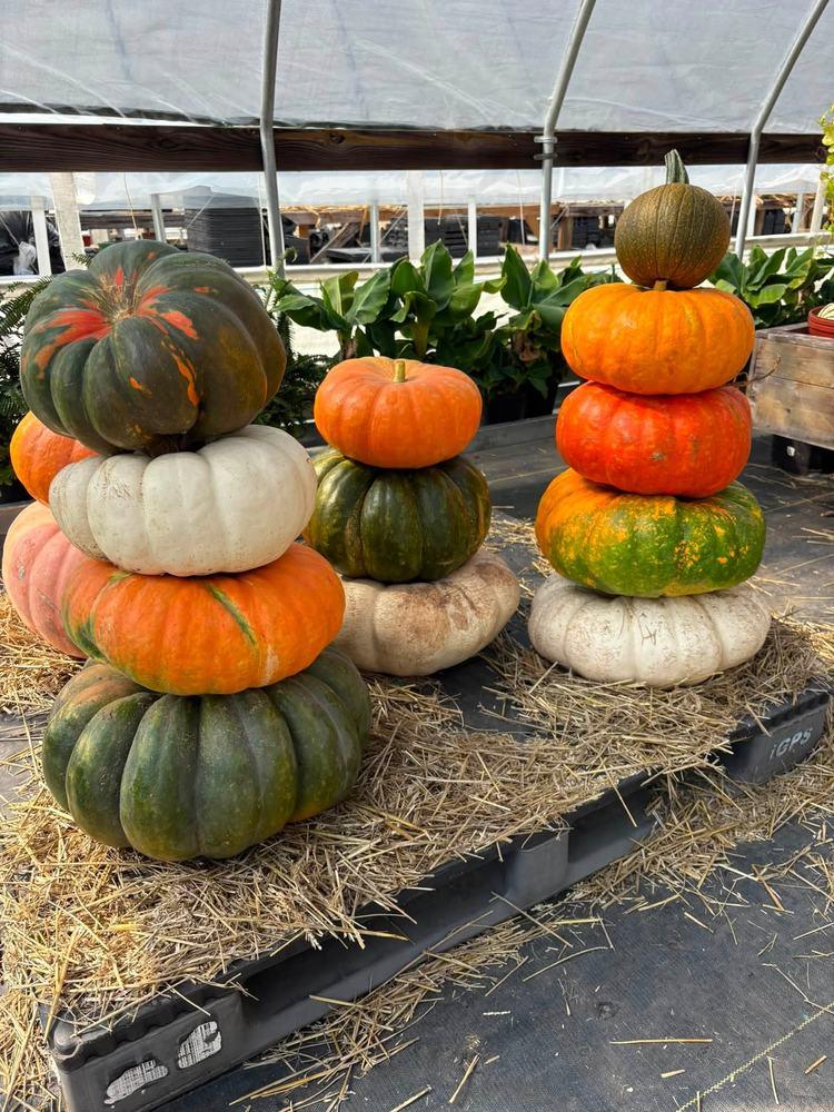 Stacked pumpkins and gourds, totem-style display