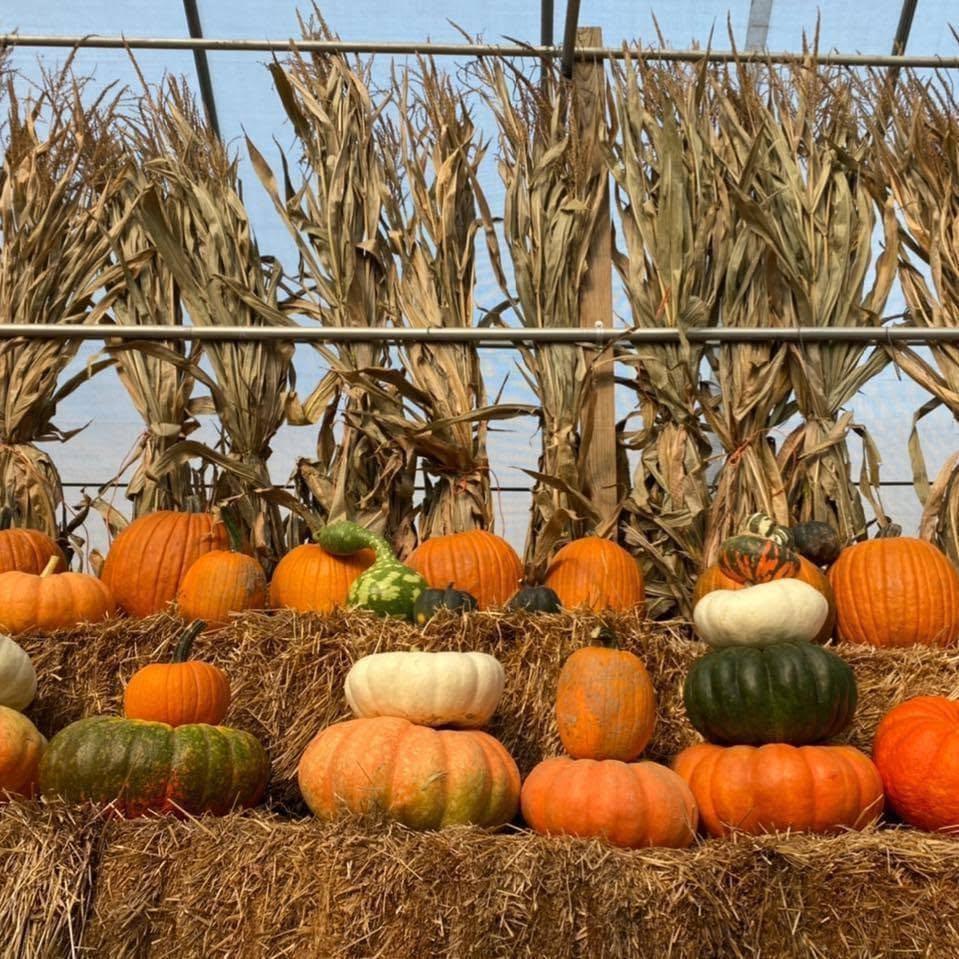 Pumpkins and gourds staged on hay bales with dried corn stalks