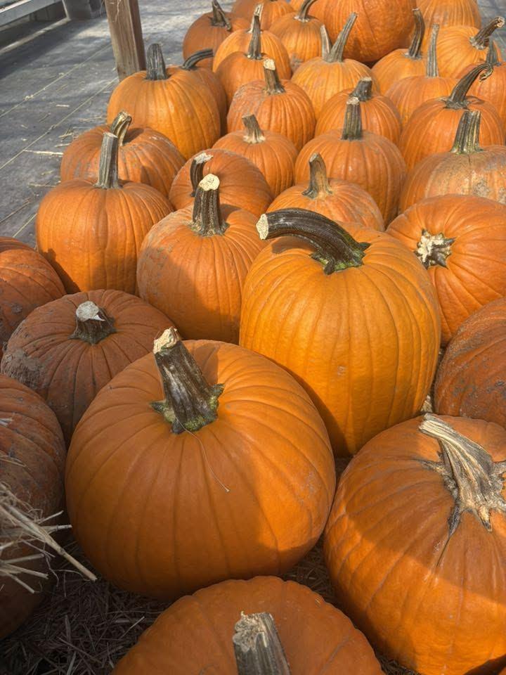 Pile of freshly picked orange pumpkins
