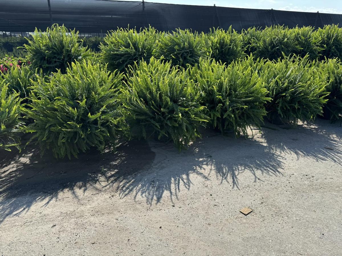 Rows of Boston ferns lining the growing yard
