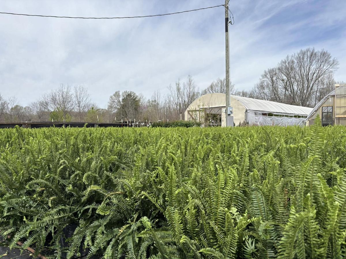 A wide field of Boston ferns with the greenhouse in the background
