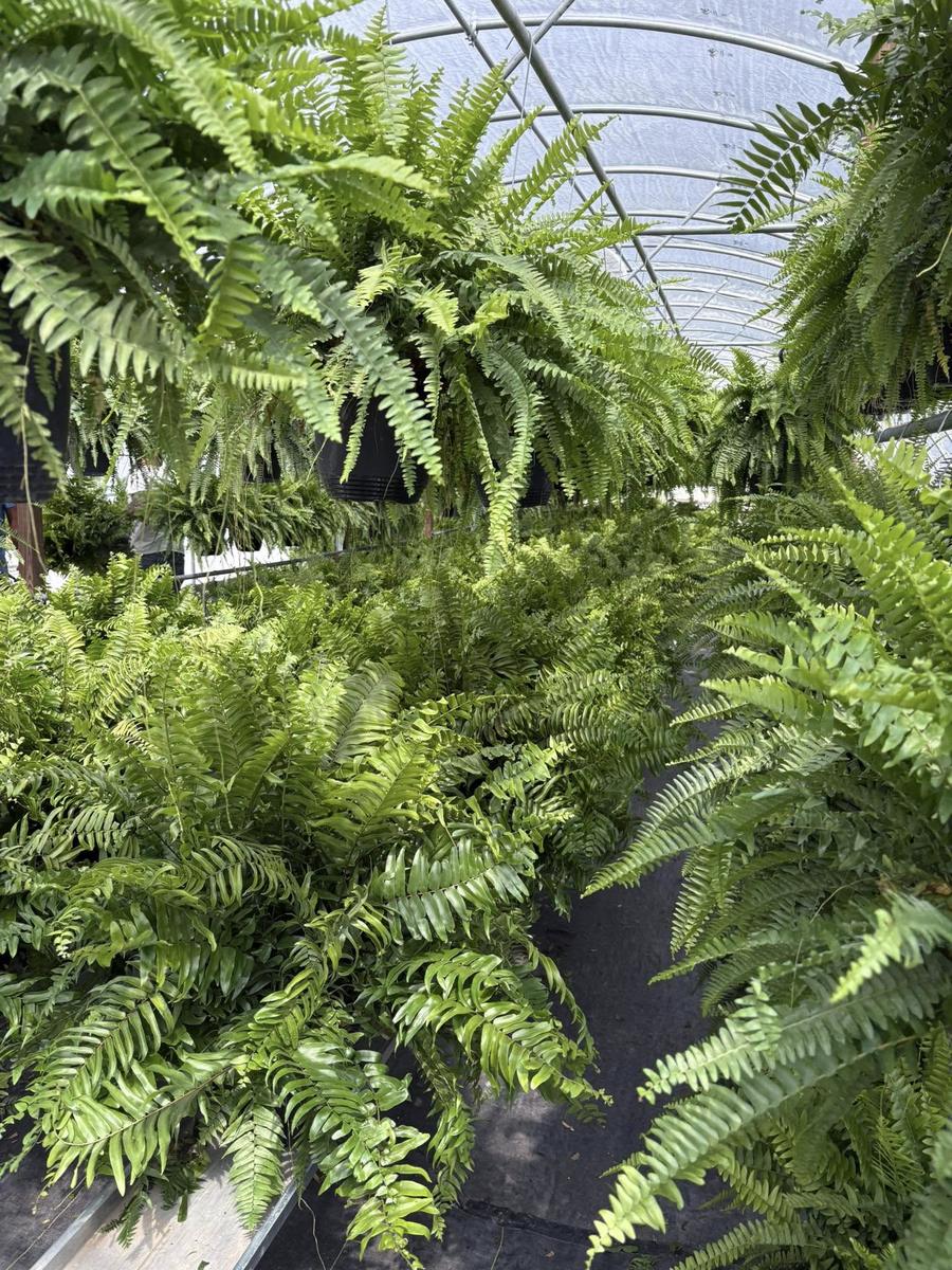 Hanging and potted ferns filling a greenhouse aisle