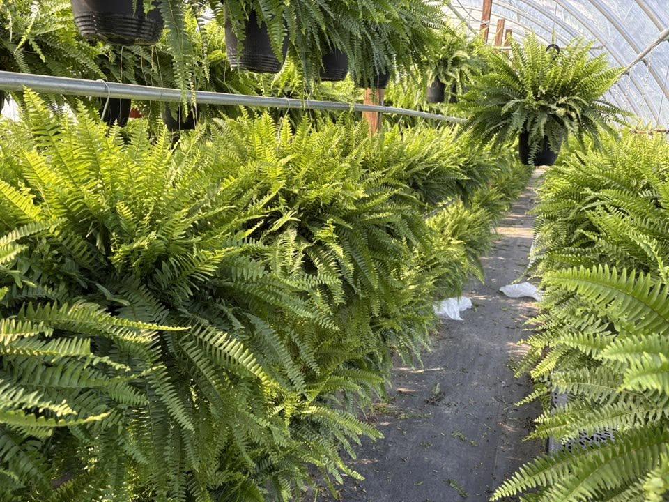 Ferns hanging above a greenhouse walkway lined with more ferns