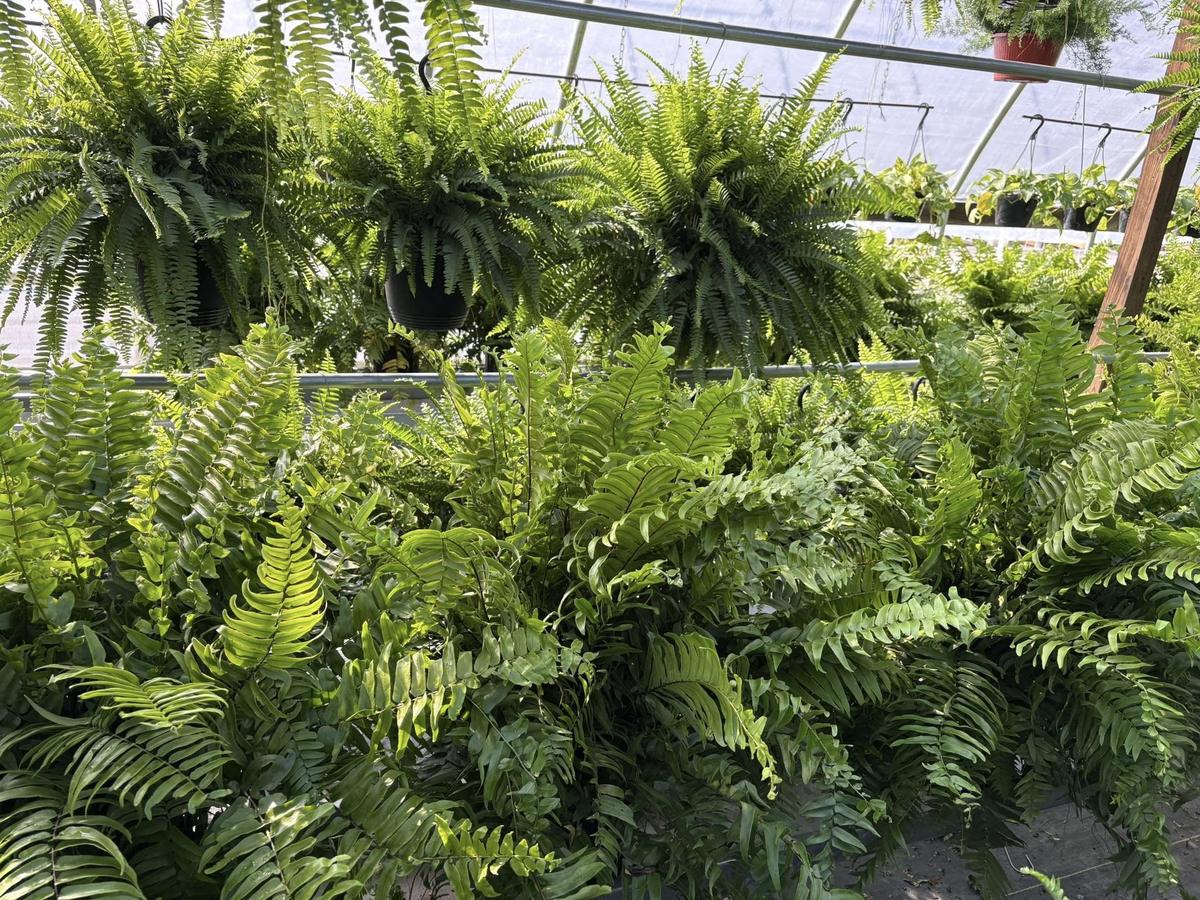 Hanging ferns and greenhouse fern rows in bright sun