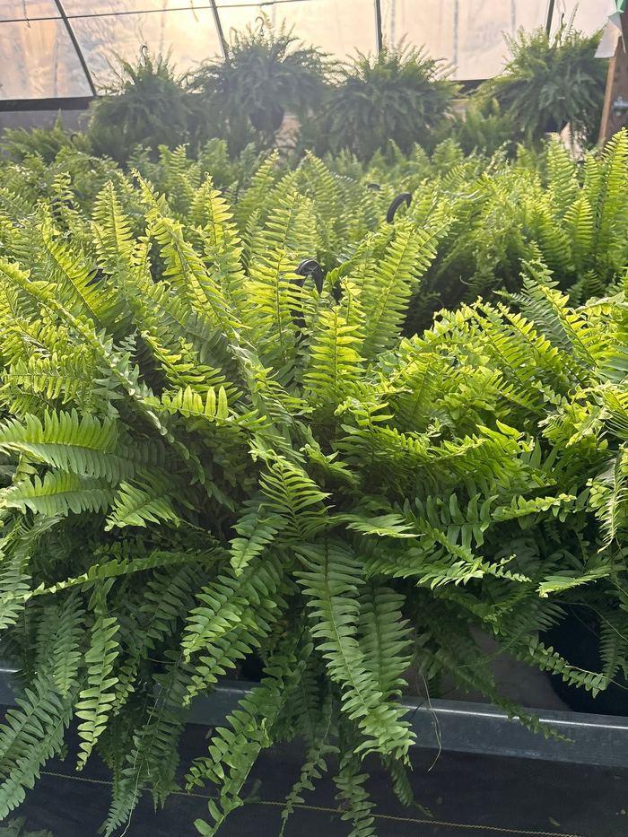 A dense bed of sun-grown Boston ferns