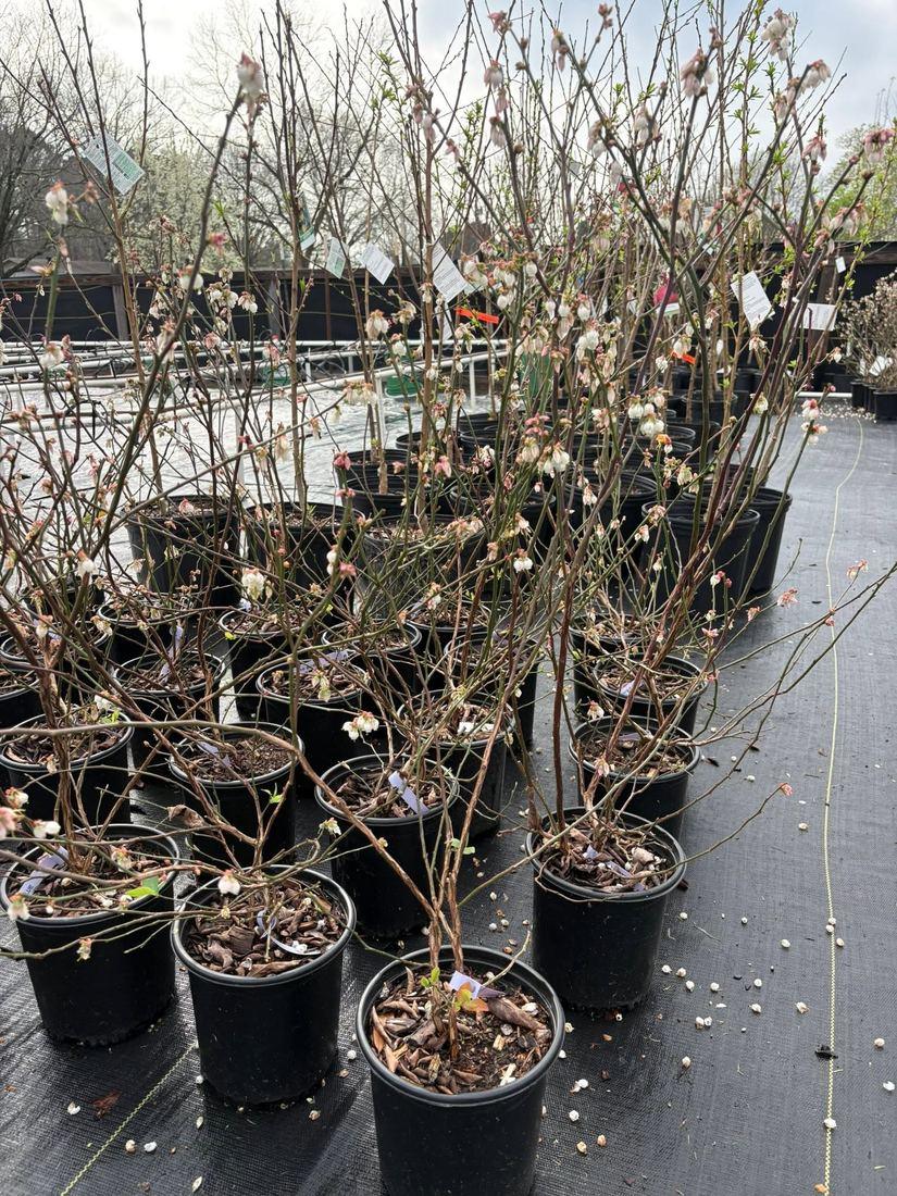 Blueberry bushes in bloom, ready for planting