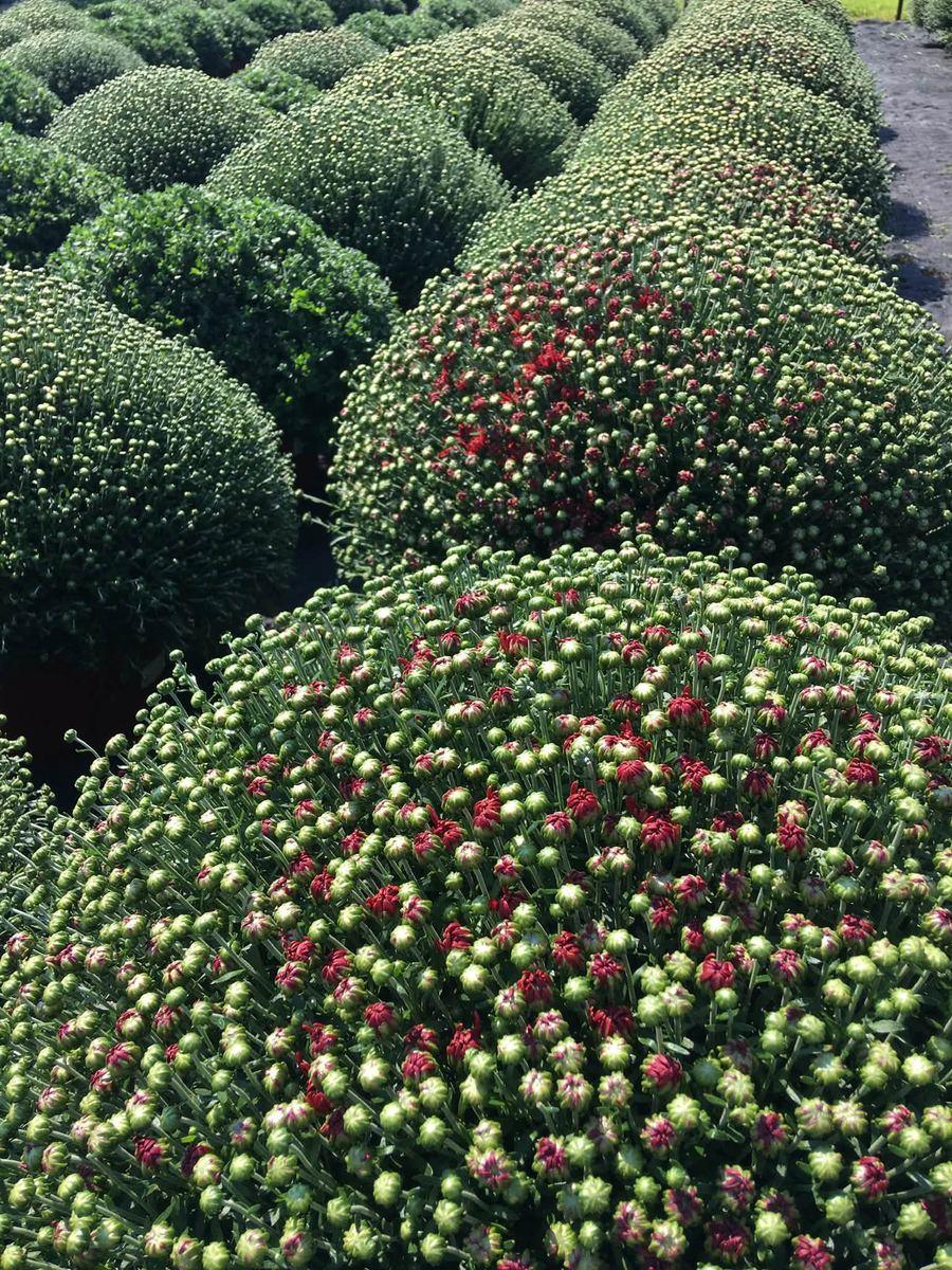Rows of mounded fall mums, green and just beginning to bloom red