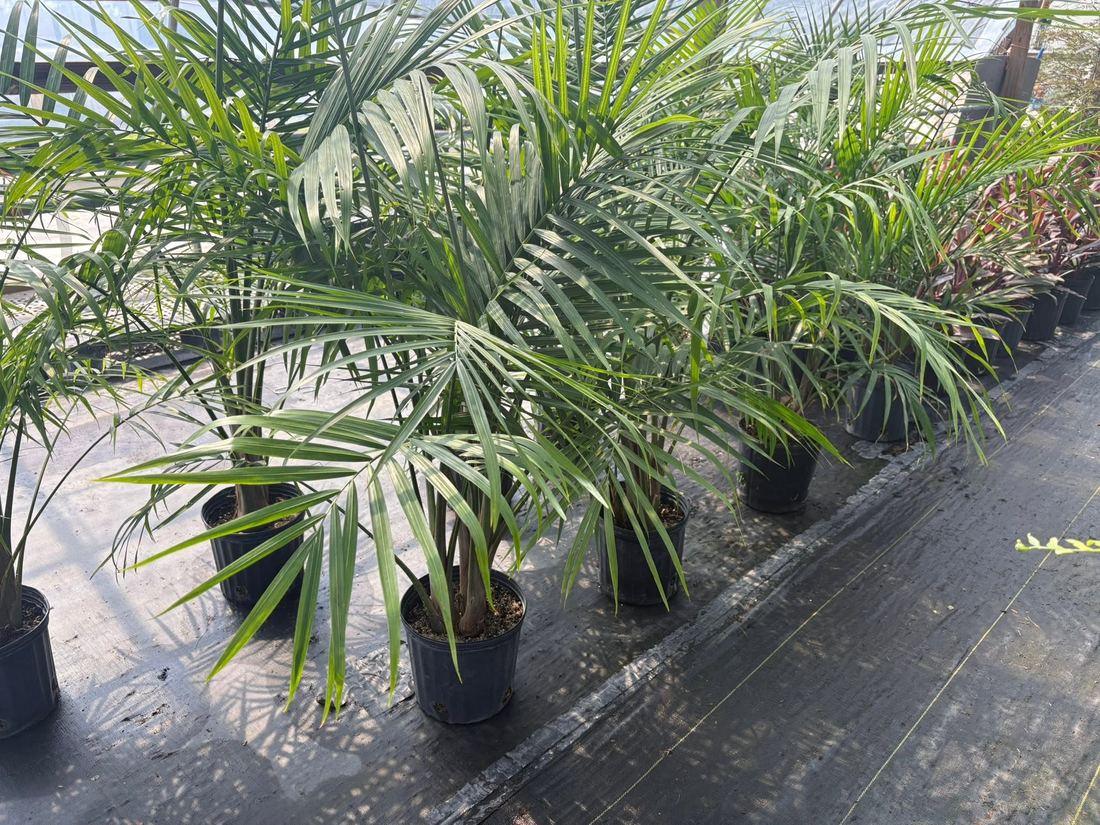 Majesty palms growing in the greenhouse