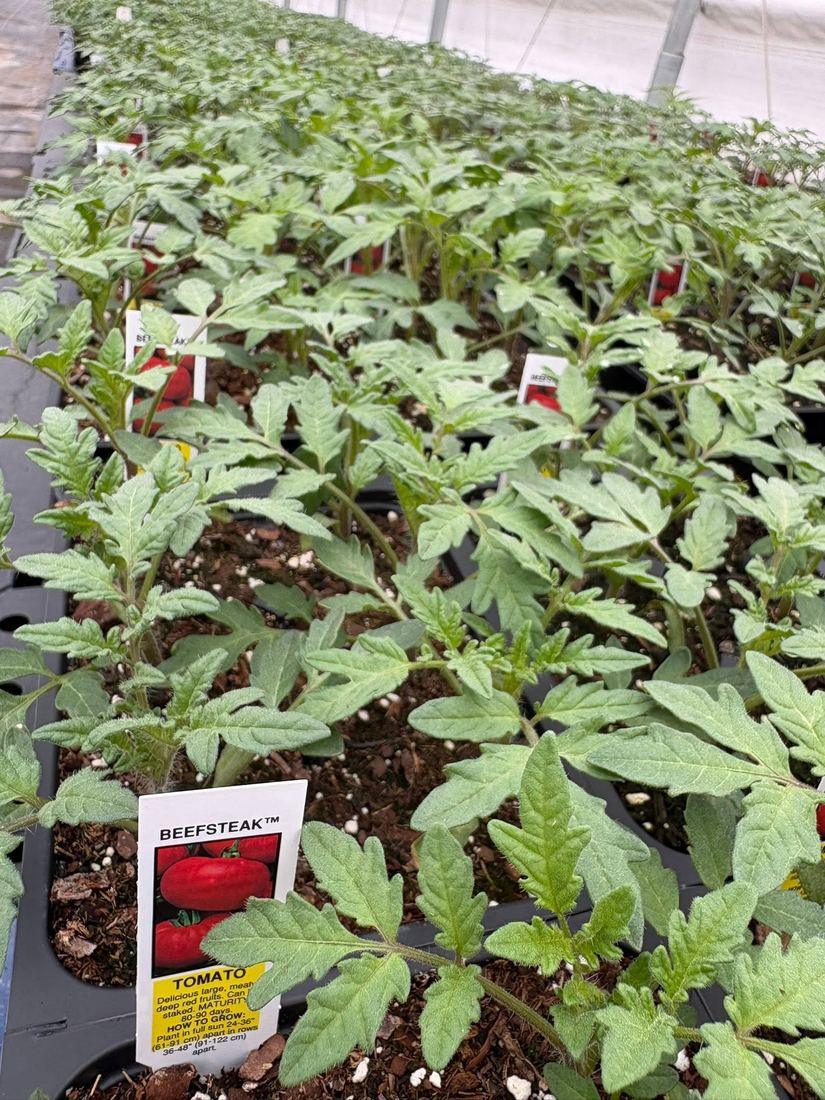 Beefsteak tomato starts on the bench