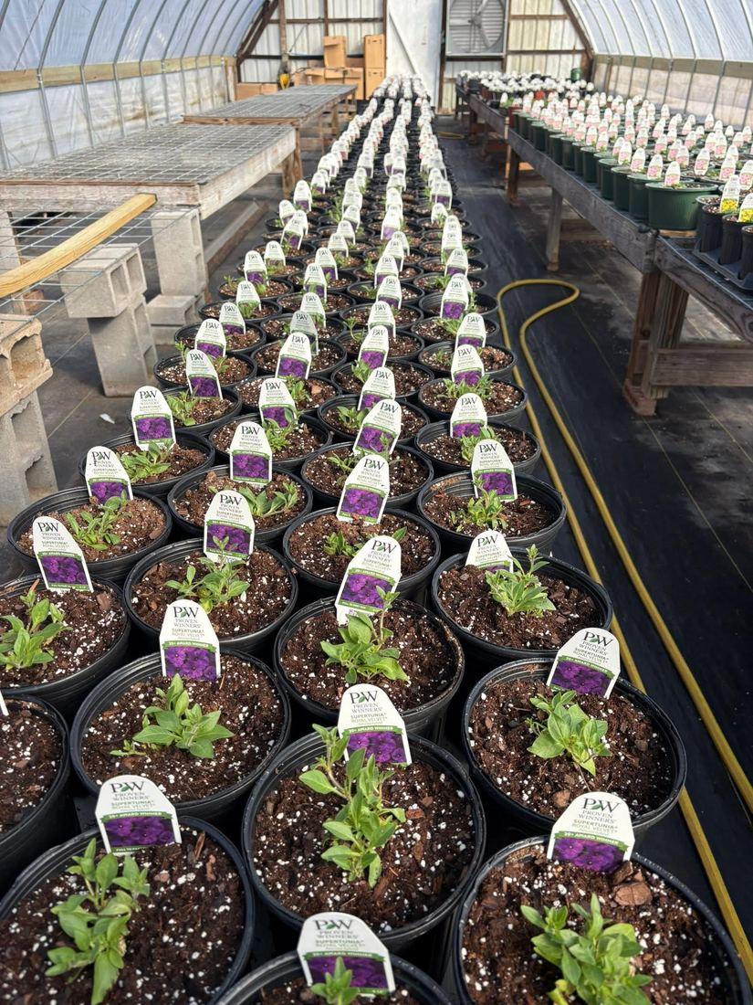 Rows of Supertunia in the greenhouse