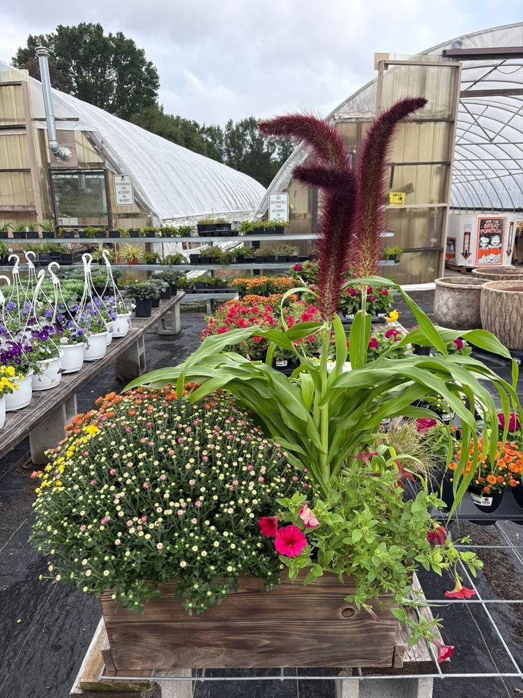 Fall display of mums, celosia, and petunias in a planter box