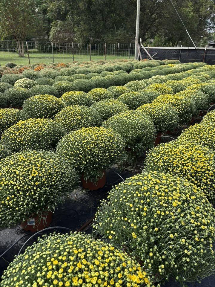 Mums in bloom, rows stretching toward the fence