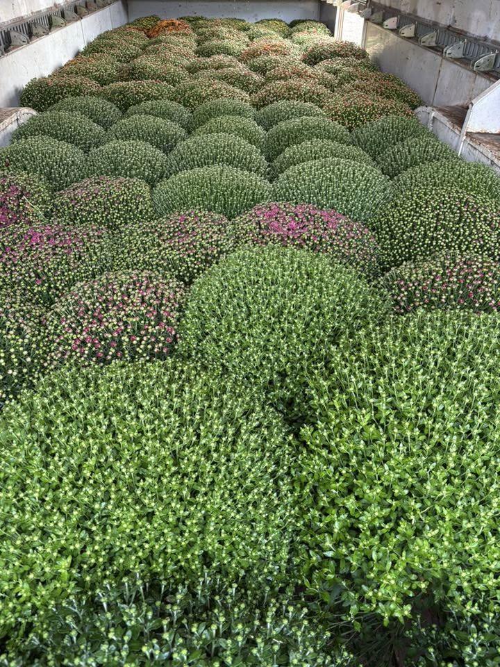 Truckload of mums ready for delivery