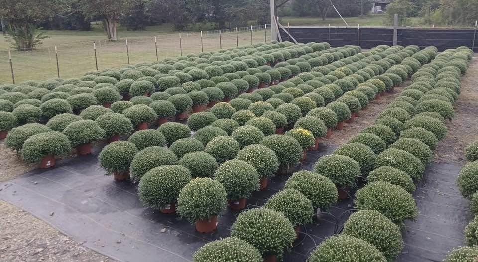 Rows of mums ready for fall, greenhouse view
