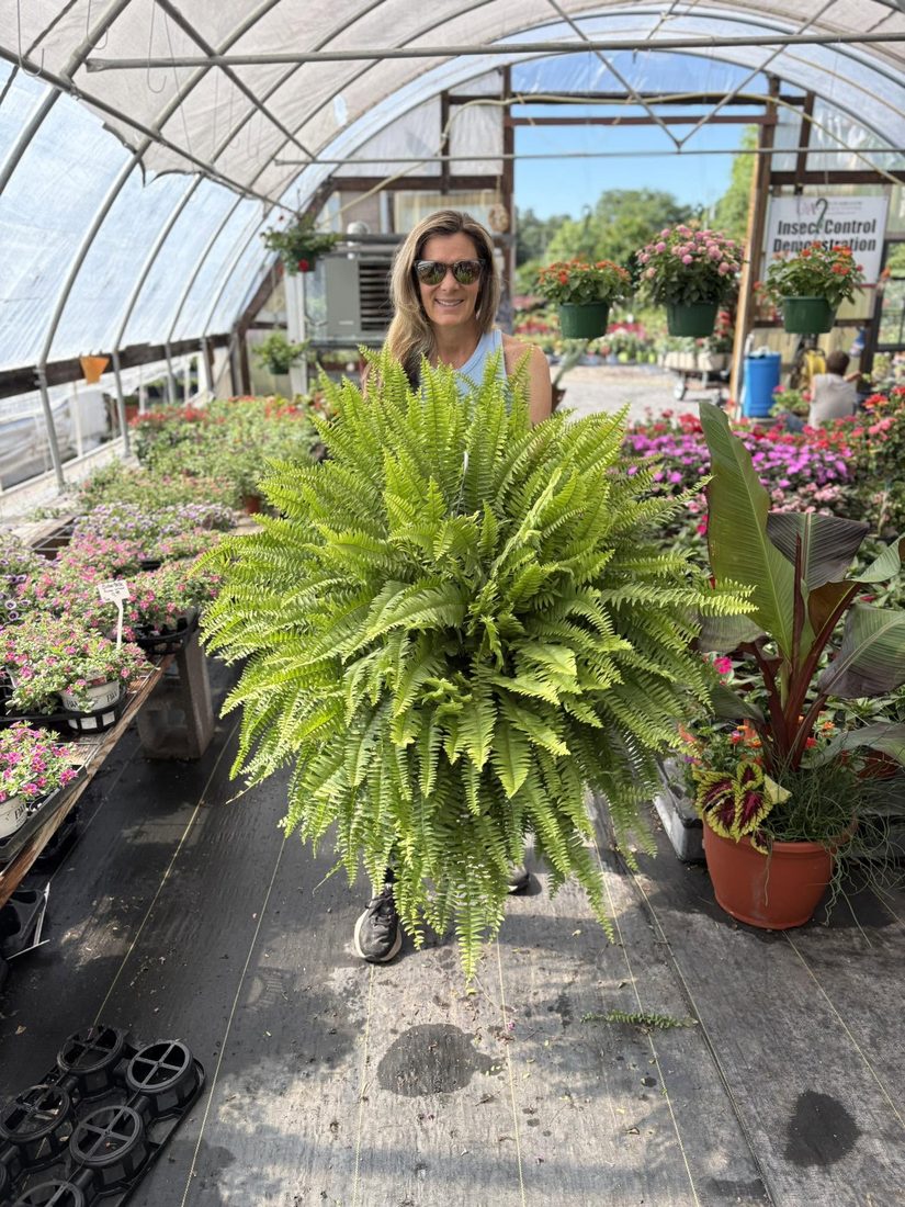 A grower at Kyzer Plant Nursery holding a full Boston fern in the greenhouse