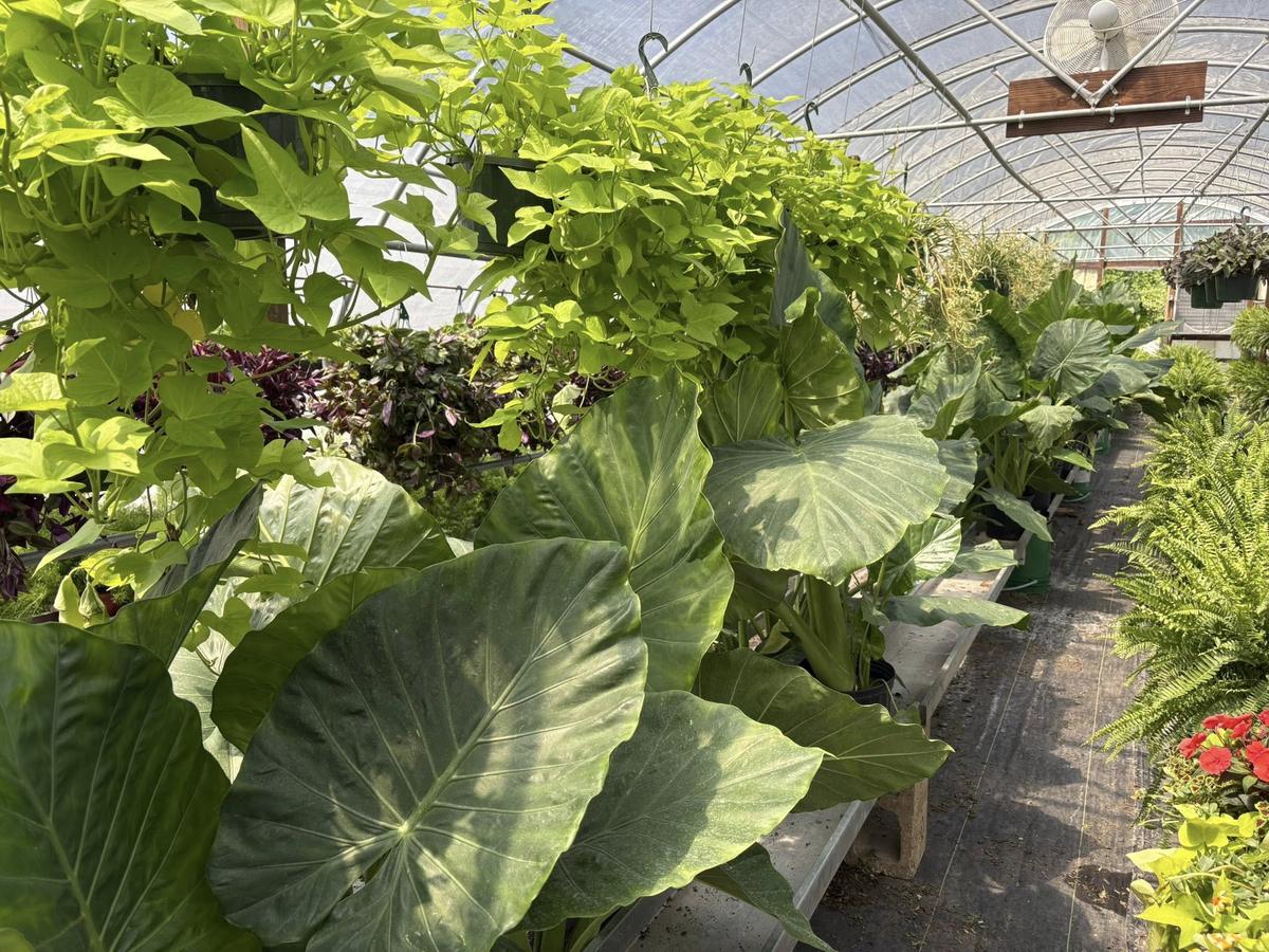 Elephant ear leaves and hanging ferns along a greenhouse bench