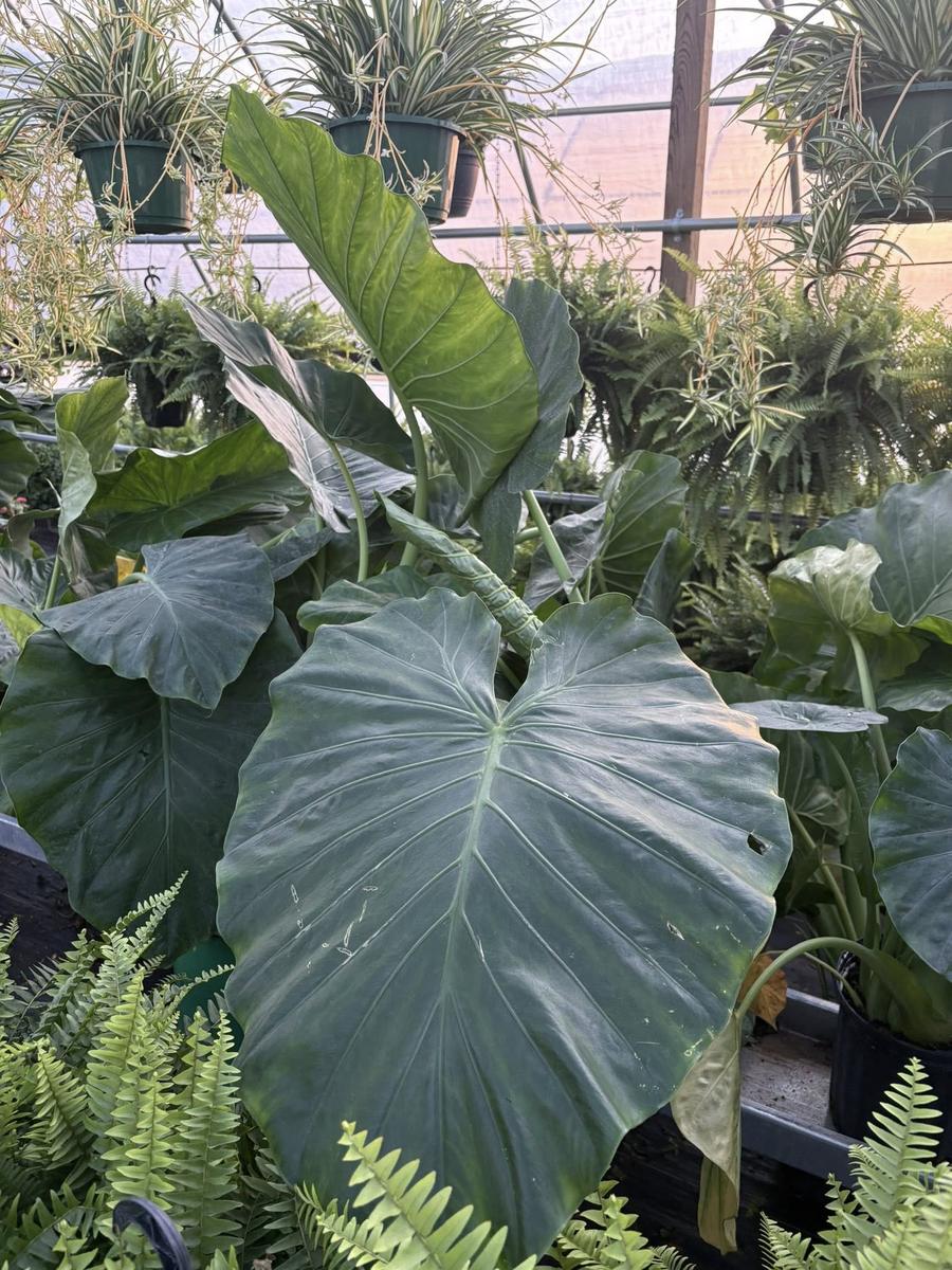 Close-up of a large elephant ear leaf in the greenhouse