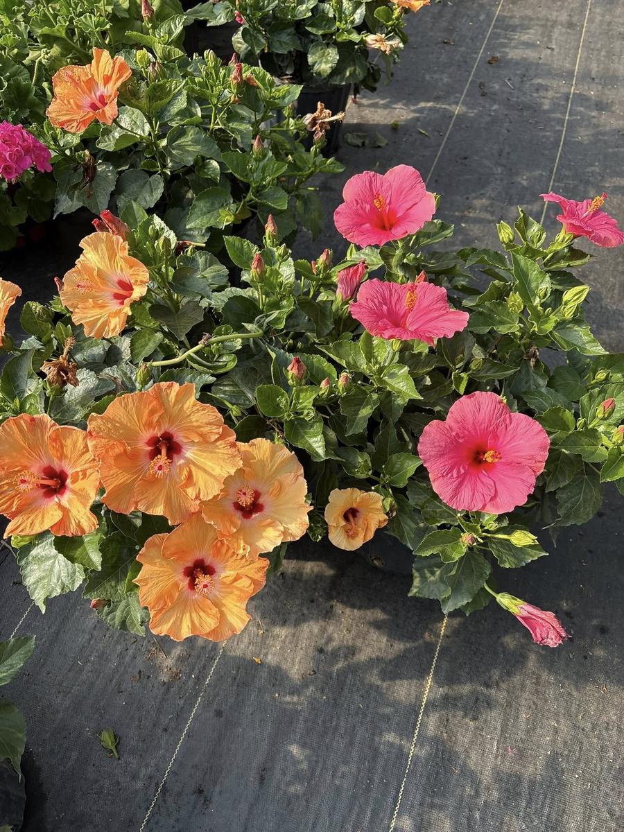 Pink and orange hibiscus blooms in the growing yard