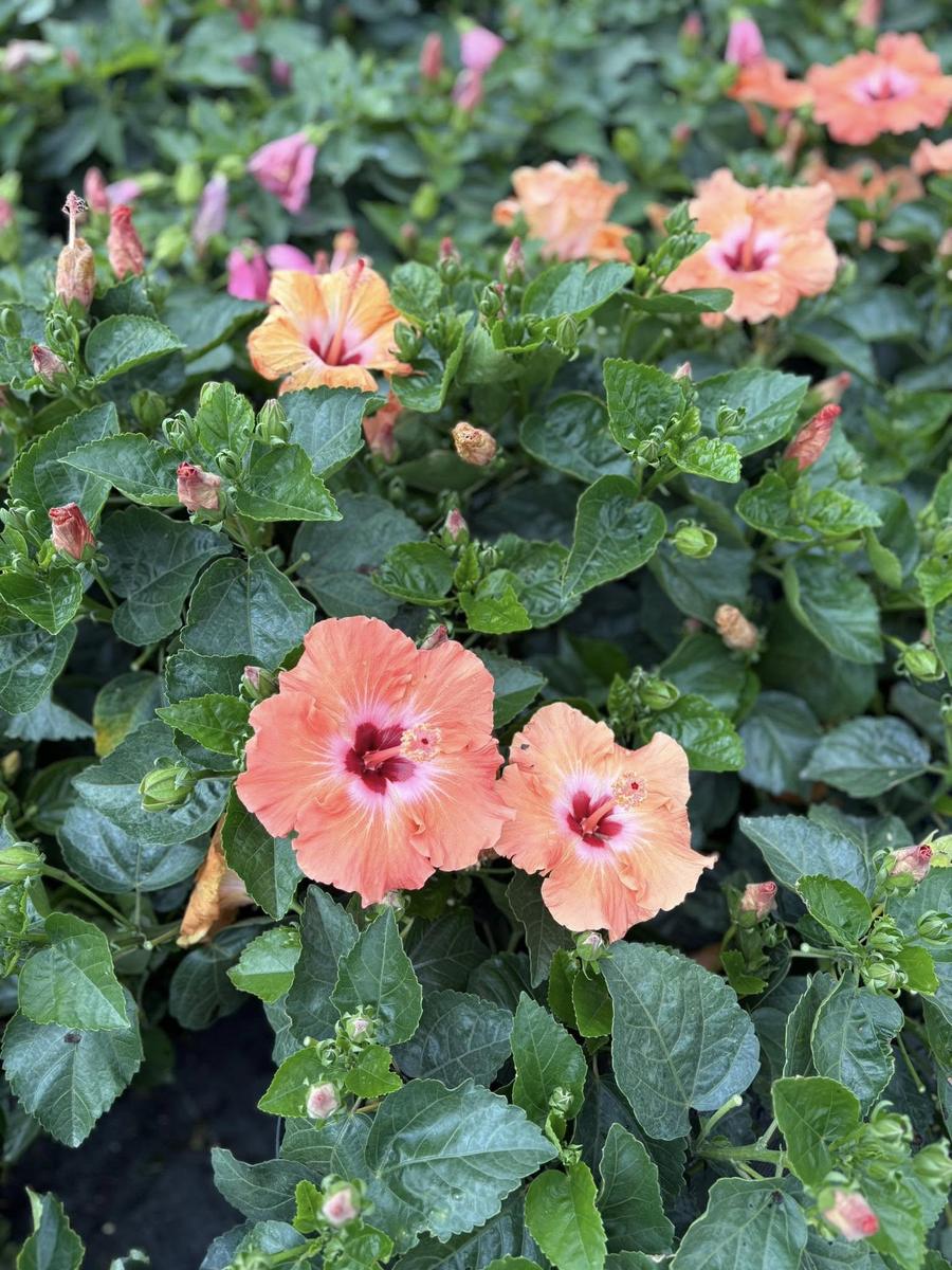 Peach hibiscus flowers close up among the benches