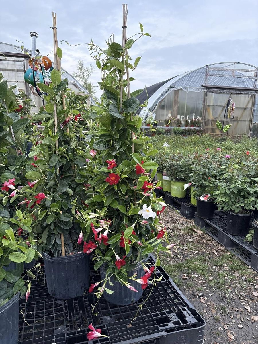 Mandevilla vines trained up bamboo stakes with red blooms