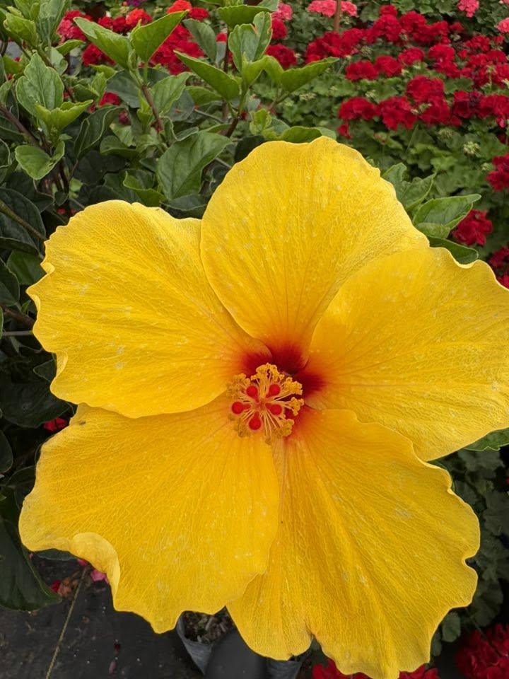 Large yellow hibiscus bloom