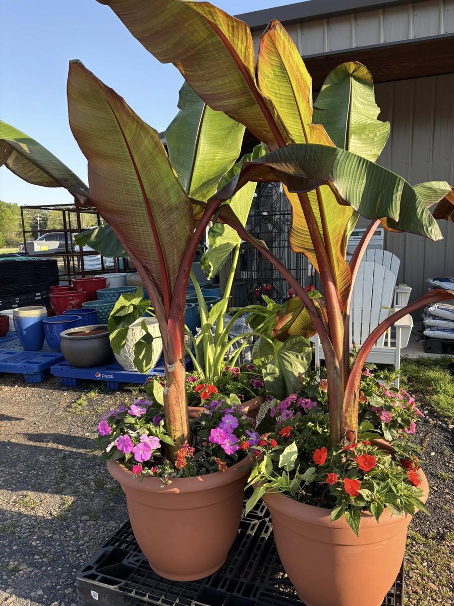 Red banana plants potted with colorful annuals