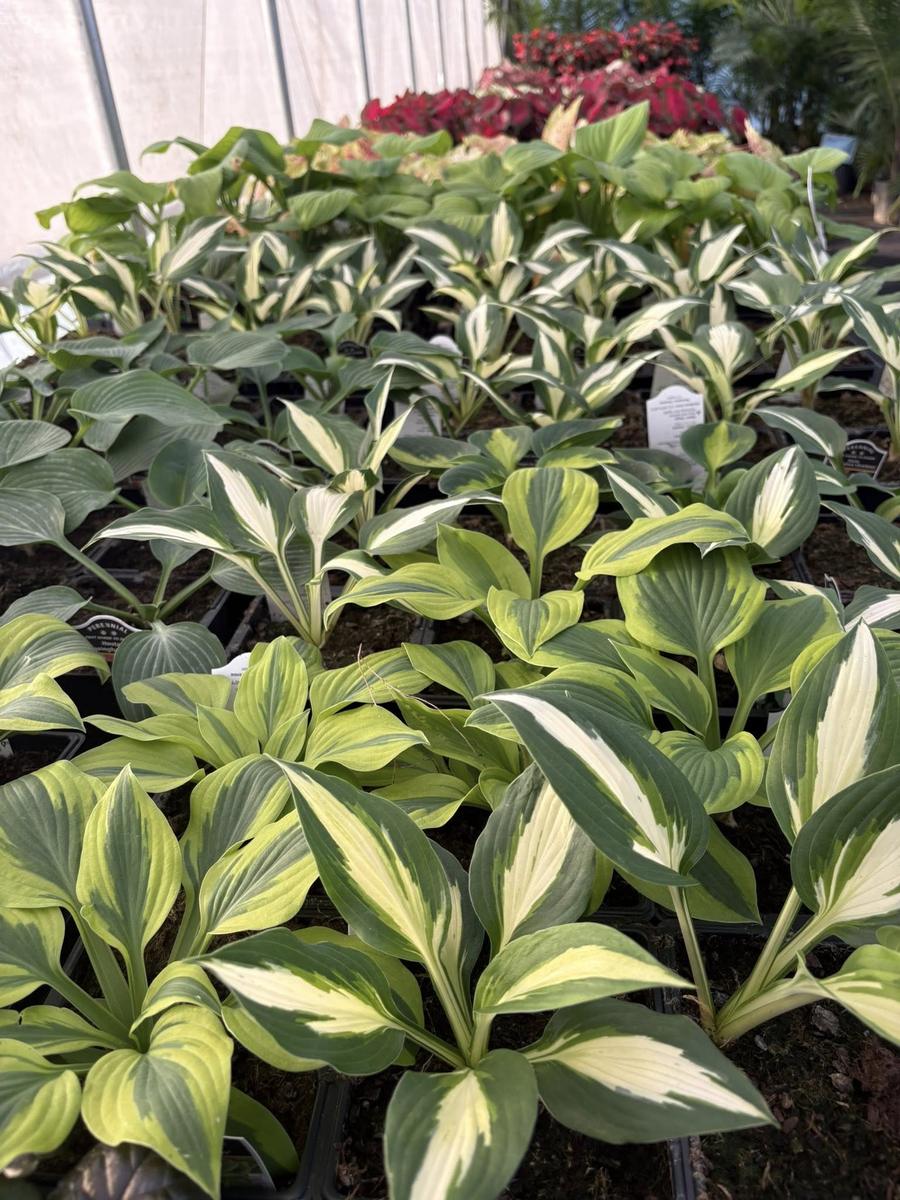 Rows of variegated hosta in the greenhouse