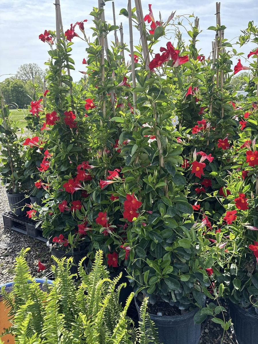 Red mandevilla in full bloom on a trellis
