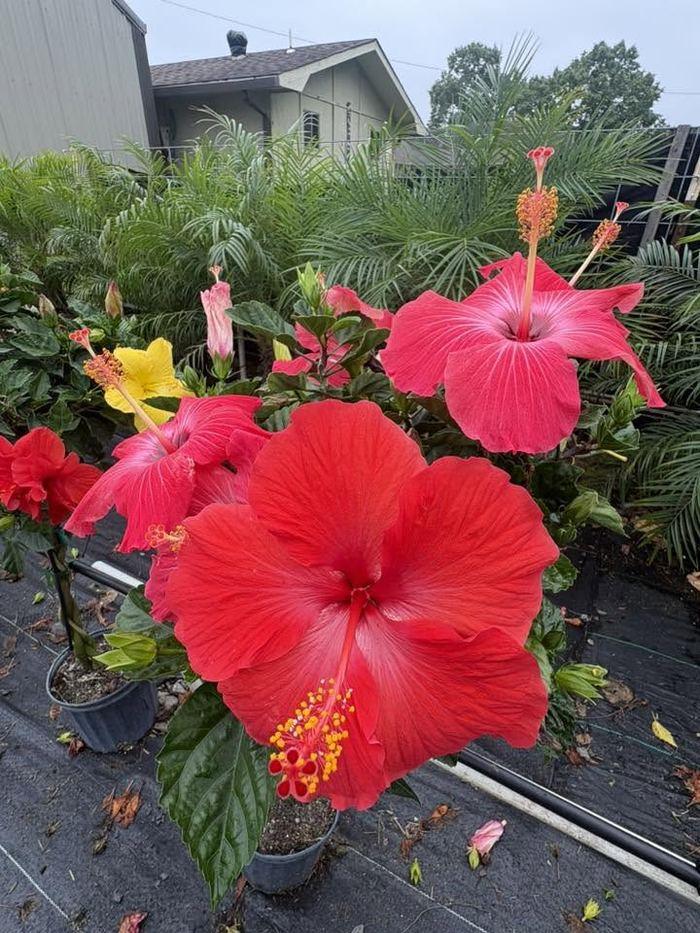 Red hibiscus blooms with palms in the background