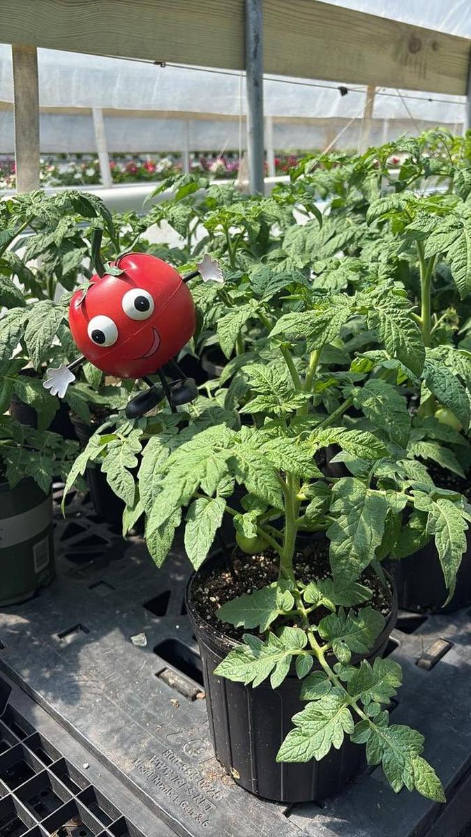 Young tomato plants growing on the bench